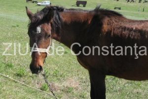 Interventie a pompierilor constanteni pentru salvarea unui cal, la  iesire din Medgidia 