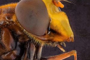 Planurile ASCUNSE ale armatei SUA. Cea mai PERVERSĂ armă BIOLOGICĂ inventată de americani ÎNGROZEȘTE ÎNTREG MAPAMONDUL