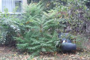 Obligaţi la grijă! Noul regulament privind spaţiile verzi obligă toţi orădenii să îngrijească zonele din jurul caselor şi blocurilor