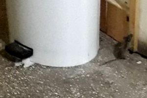 Mesaj al unei mame internata la Maternitatea Bega: Urca soarecele in pat, pe noi si la copil