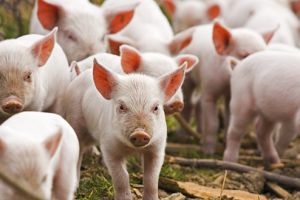 Posibil referendum la Orăştie pe tema mirosului de bălegar?