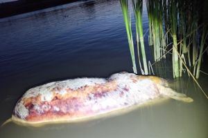 Porcul găsit mort în lacul Gârleni nu are Pestă Africană