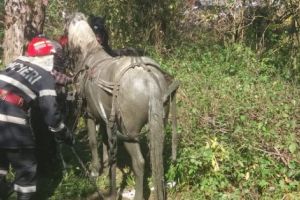 La Călineşti, pompierii ISU au salvat un cal din canalizare