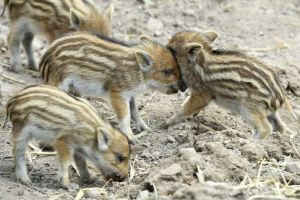 VIDEO: Sălbăticia pădurilor în imagini fascinante surprinse în Parcul Natural Apuseni. Porci mistreţi şi purcelaşi, într-o poieniţă în căutare de hrană