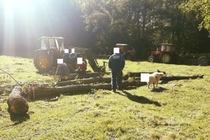 Jandarmii se ţin de glume: au blurat în poză până şi... câinele hoţilor!