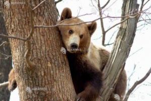 Urşii au ucis peste 500 de animale domestice şi au distrus zeci de hectare de culturi agricole
