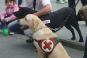 Liviu Ionescu a prezentat evenimentul european al cainilor de salvare „International IRO Testing Event – Romania 2018” – Craiova, 13-14 octombrie