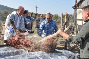 Vanatul la mistreti, controlat la sange impotriva pestei porcine africane