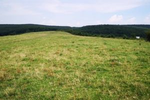 In Timis se planteaza fapte bune! La Cralovat va fi impadurit un teren cu 25.000 de puieti