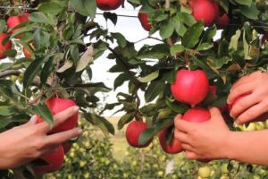 Filme, blues şi oameni gospodari, la ”Sărbătoarea Mărului”