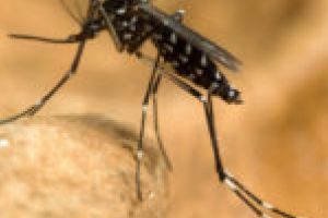 Virusul West Nile, reconfirmat în Caraş-Severin!