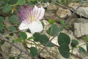 Caperele - condiment, cu numeroase beneficii pentru sanatate