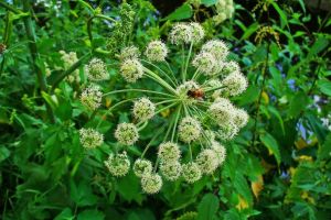 Angelică (Angelica archangelica) – beneficii şi proprietăţi
