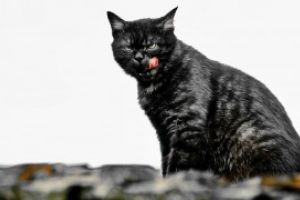 Un oras din Rusia a scos la concurs un post de ingrijitor de pisici