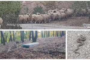 FOTO ȘTIREA TA| Ce mai găsim la o plimbare pe Mamut: Șerpi, maşini, saltele aruncate în pădure şi turme de oi pe pista de biciclete
