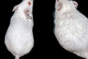 S-au NĂSCUT primii ȘOARECI sănătoşi din PĂRINȚI de acelaşi SEX