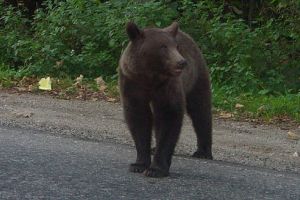 Urs ajuns pe străzile din Sovata