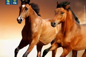 Concursuri hipice, de viteză şi tracţiune, dar şi grătare şi muzică populară, duminică, la ”Tropote în Ţara Vinului”