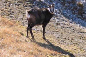 Austrieci acuzaţi de braconaj: au împuşcat o capră neagră în Parâng