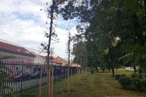 Încep plantările de toamnă în Oradea
