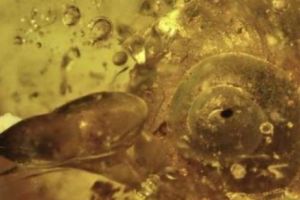 Cercetătorii au descoperit o fosilă veche de 99 de milioane de ani. Concluzii INCREDIBILE