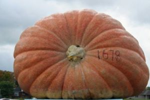 Dovleac GIGANT la FESTIVALUL de la SOVATA. Leguma care depăşeşte orice RECORD 