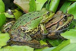 Înmulţirea broaştelor, o problemă de mediu majoră în calea asfaltării unui drum din judeţul Alba