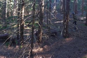 Copil de 6 ani, cetatean belgian, ratacit in padure, in judetul Cluj. Politistii au reusit sa gaseasca minorul in scurt timp de la sesizare 