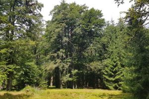 Romsilva scoate zeci de posturi la concurs