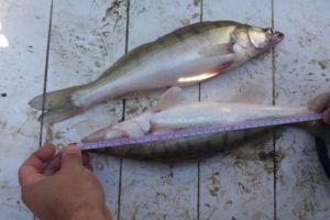 Jandarmii nu au „savurat” poveştile pescăreşti. Braconieri piscicoli amendaţi!