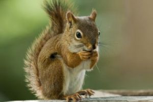 CAZUL VEVERIŢA, senzaţia senzaţiilor pe Internet. Cine a dat click, s-a convins: VIRALUL ANULUI fără doar şi poate