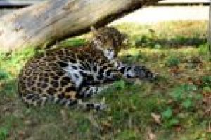 Peste 1.000 de vizitatori în cel mai cald weekend de octombrie! Surprize şi planuri la ZOO Reşiţa! [FOTO]