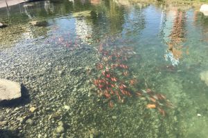 Lacul din Parcul Viva are din nou peşti