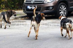 Activitatea de capturare a cainilor fara stapan, suspendata: Federatia pentru Protectia Animalelor a chemat la judecata UAT Constanta 