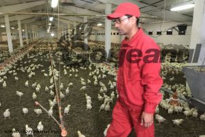 Muncitori nepalezi la ferma de păsări