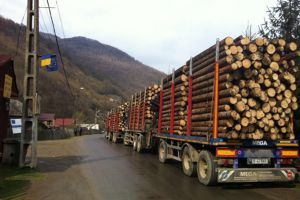 Reguli stricte pentru transportatori de masa lenoasă care utilizează drumurile judeţene