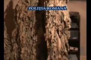 Perchezitii la suspecti de producere si comercializare de tigarete. Ce au confiscat politistii de la locuintele suspectilor