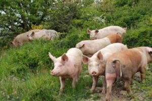 Țara europeană care se luptă de 40 de ani cu pesta porcină. Ce poate face România pentru a nu ajunge în aceeaşi situaţie
