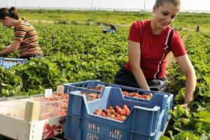 20 de gorjeni, interesaţi de selecţia căpşunarilor pentru Spania