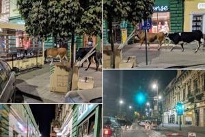 Fascinanta VIAŢĂ DE NOAPTE din Arad: Imagini ULUITOARE din centrul oraşului