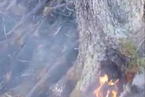 Incendiu de pădure, în Masivul Făgăraş (Video)