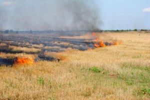 Igienizarea…  prin ARDEREA resturilor vegetale