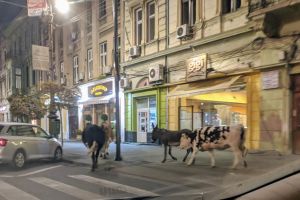 Aventura animalelor în centrul Aradului s-a sfârşit! Ce s-a întâmplat cu acestea