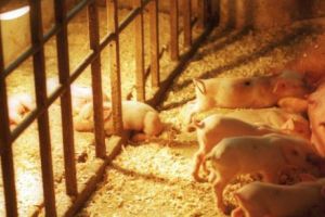 O NOUĂ PLÂNGERE PENALĂ îi dă bătăi de cap lui Dragnea. Culmea, bomba vine tocmai din Olanda. News alert