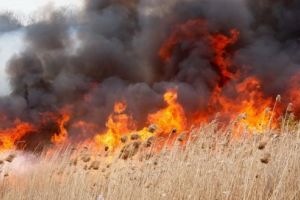 Arderile de vegetaţie, sancţionate drastic de APIA