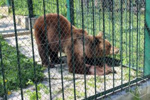 O adolescenta din Barlad a fost muscata de un urs atunci cand a vrut sa-si faca selfie cu animalul salbatic