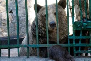 Un nou locatar aşteptat la LiBearty Zărneşti