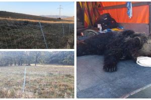 FOTO: Urs accidentat mortal pe Autostrada A1 Sibiu-Orăştie, după ce a sărit gardul de protecţie