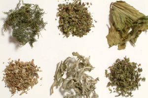 Etnobotanicele fac ravagii printre adolescentii din Iasi