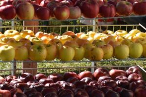 Toamnă cu rod bogat pentru exploataţia agricolă Ciobotă-Iarca